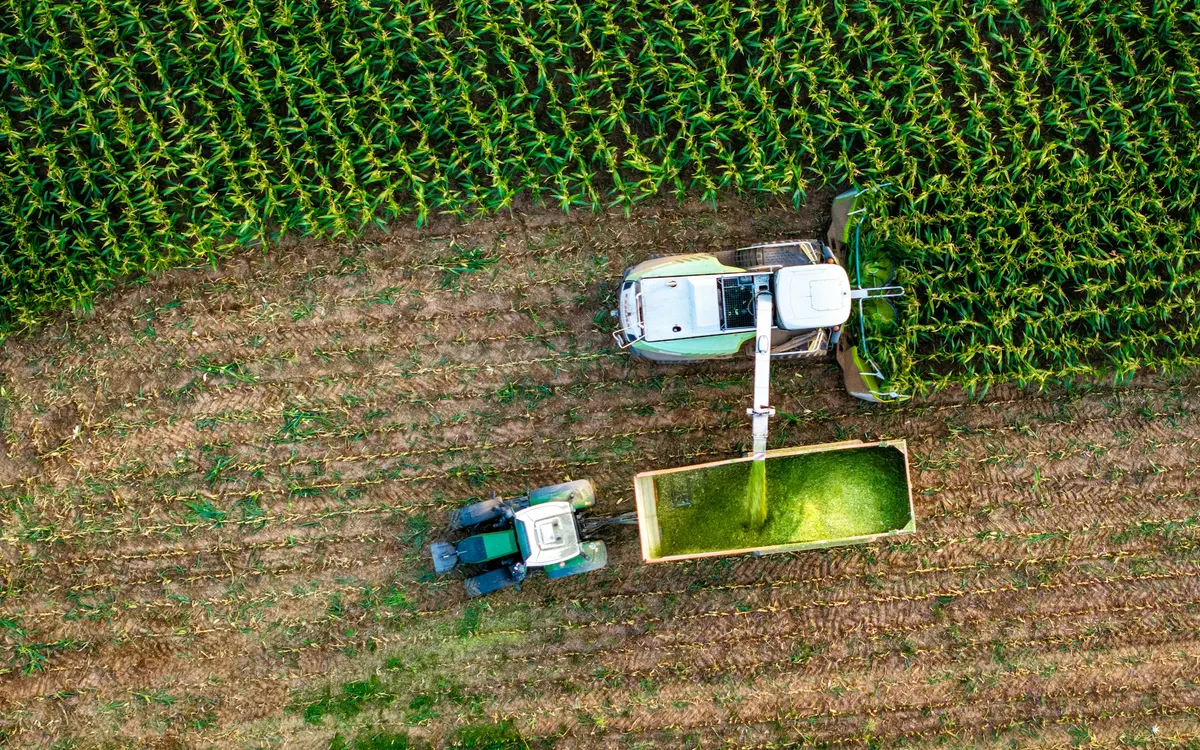 De sus: o tocătoare suflă porumb tocat într-o remorcă trasă de un tractor
